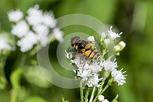 Transverse Flower Fly feeding on White Snakeroot flower