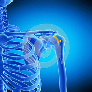 The transverse humeral ligament photo