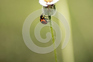 Transverse ladybird or transverse lady beetle