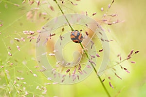 Transverse ladybird or transverse lady beetle
