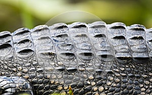 Transverse rows of epidermal scutes on the back of an American Alligator