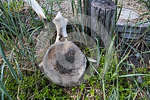 transverse section of the big dorsal vertebra of a whale in size comparison to sun glasses