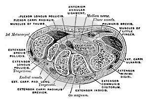 Transverse Section Through the Carpus, vintage illustration