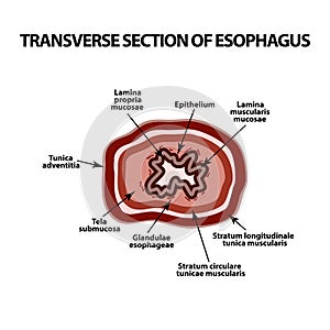 Transverse section of the esophagus. Infographics. Vector illustration on isolated background.