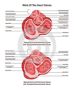 Transverse section of human heart. Heart aortic, pulmonary