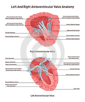 Transverse section of human heart. Left and right atrioventricular