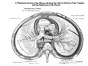 Transverse Section of Thorax, Viscera and Reflections of Pleura photo