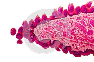 Transverse section of toungue