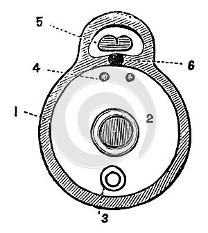 Transverse Section of a Vertebrate, vintage illustration