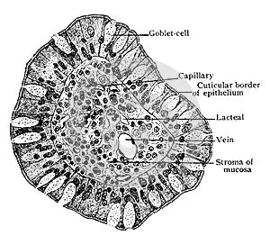 Transverse Section of Villus of Small Intestine, vintage illustration