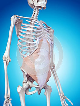 The transversus abdominis