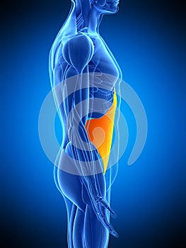 The transversus abdominis