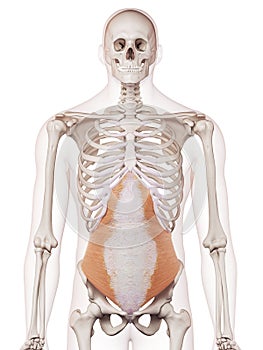 The transversus abdominis