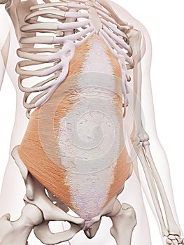 The transversus abdominis