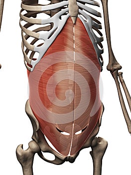 Transversus abdominis muscle