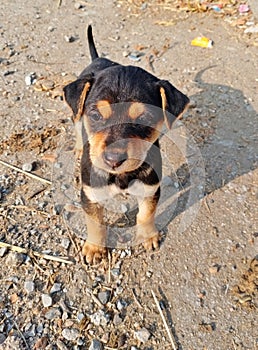 The Transylvania Hound dog Ã°Å¸ÂÂ¶