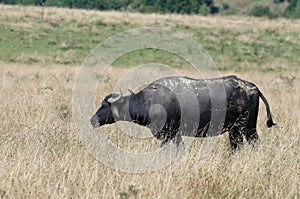 Transylvanian buffalo