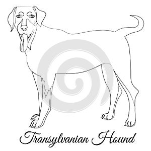 Transylvanian hound cartoon dog outline