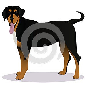 Transylvanian hound cartoon dog