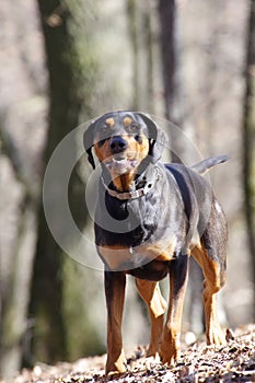 Transylvanian Hound photo