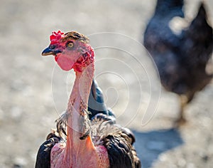 Transylvanian Naked Neck chicken