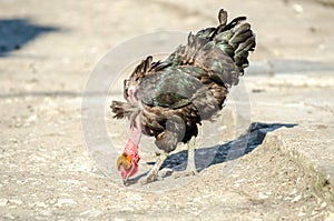 Transylvanian Naked Neck chicken photo