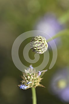 Transylvanian scabious