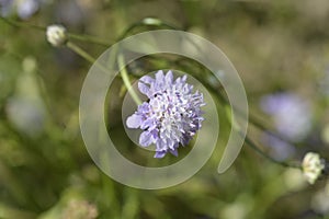 Transylvanian scabious