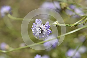 Transylvanian scabious