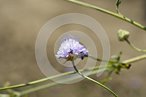 Transylvanian scabious