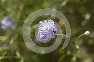 Transylvanian scabious