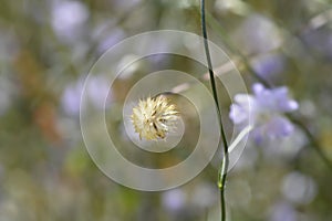 Transylvanian scabious