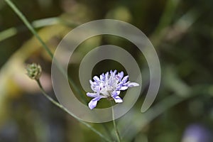 Transylvanian scabious