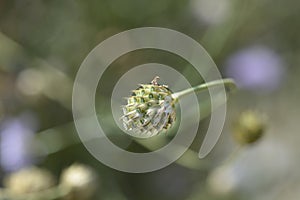 Transylvanian scabious