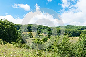 Transylvanian summer landscape, beautiful wild flowers, intact nature,