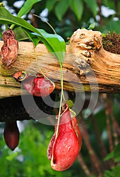 Trap flower (plant anatomy) nepenthes pitfall trap photo