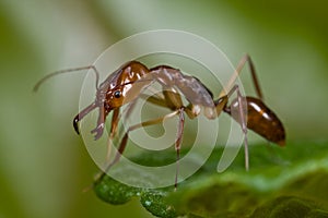 Trap jaw ant