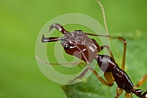 Trap jaw ant