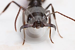 Trap-jaw ant close up