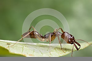 Trap-jaw Ant on green leaf