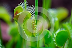 Trap leaf of dionaea muscipula carnivorous plant. Closeup look to leaves and insect inside