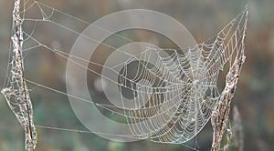 trap, snare, hook, pitfall, catch, cobweb. woven web of the spider