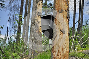 A trap used for catching insects in forest