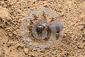 Trapdoor spider (Idopis nilgiri), Satara, Maharashtra, India