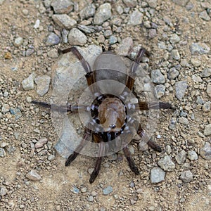 Trapdoor Spider at Monte Bello Preserve