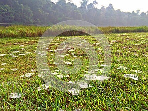 Trapdoor spider webs