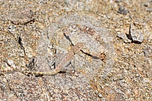 Trapelus agilis , Brilliant ground agama camouflaged on rocks