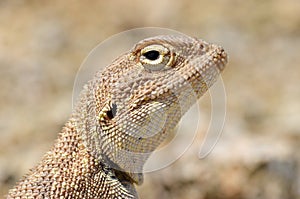 Trapelus agilis , Brilliant ground agama head portrait