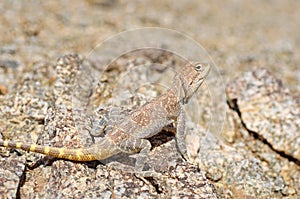 Trapelus agilis , Brilliant ground agama on rocks