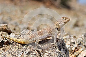 Trapelus agilis , Brilliant ground agama on rocks